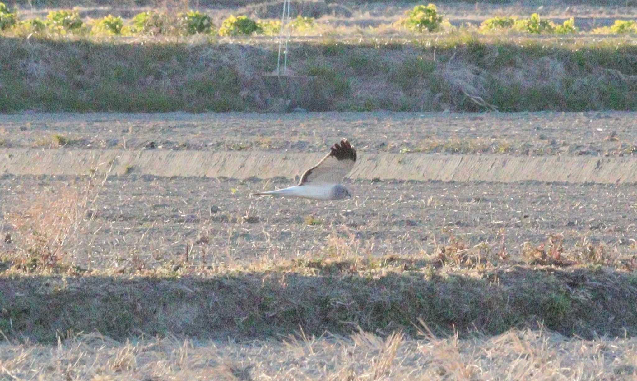 Hen Harrier