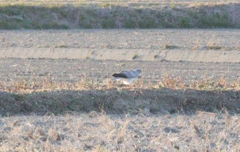 Sun, 2/26/2023 Birding report at Nabeta Reclaimed land