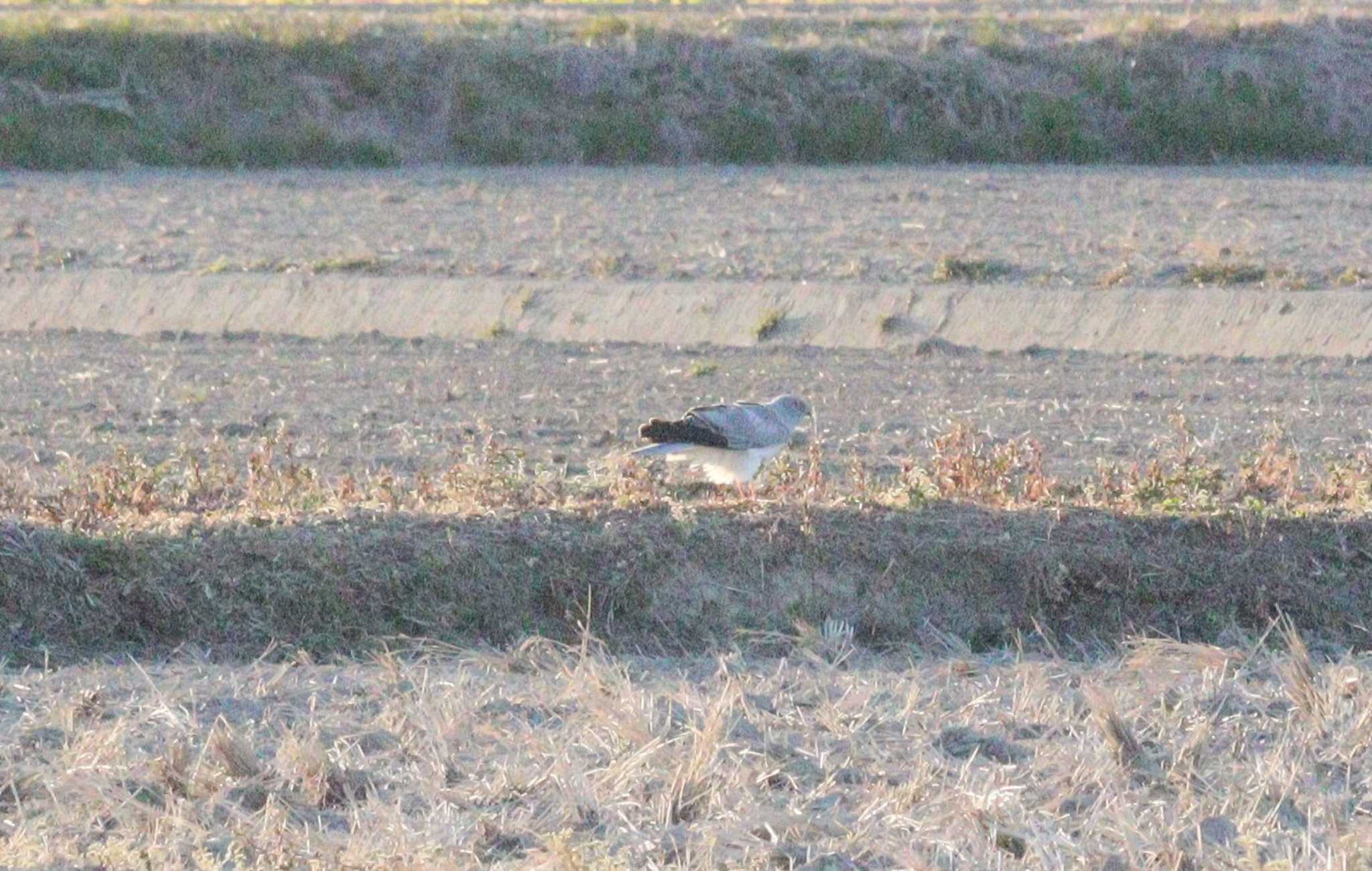 Hen Harrier