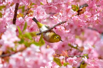 Warbling White-eye Shinjuku Gyoen National Garden Unknown Date