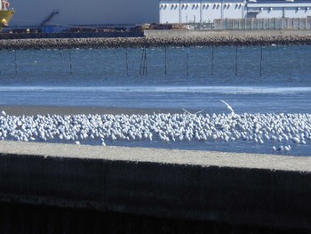 2023年2月26日(日) ふなばし三番瀬海浜公園の野鳥観察記録