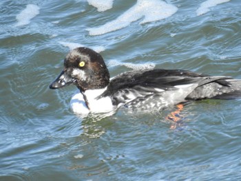 2023年2月26日(日) 日の出三番瀬沿い緑道の野鳥観察記録