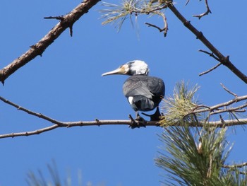 Great Cormorant 大室公園 Sun, 2/12/2023