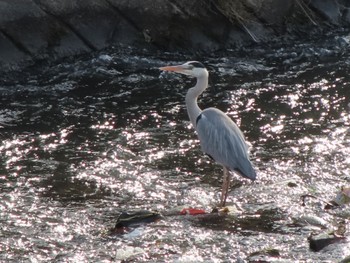 Grey Heron 早川 Sun, 1/22/2023