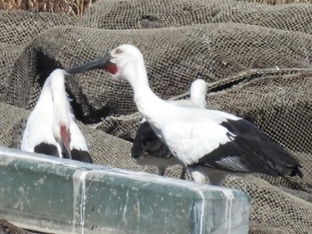 2023年2月26日(日) 渡良瀬遊水地の野鳥観察記録