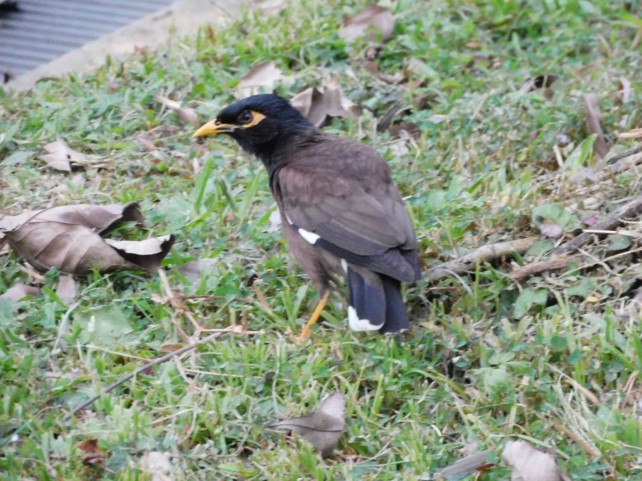 Common Myna