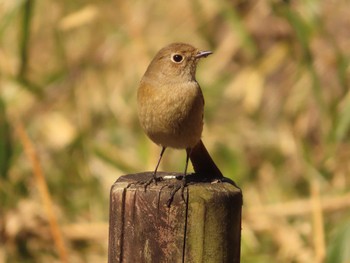 2023年2月26日(日) 座間谷戸山公園の野鳥観察記録