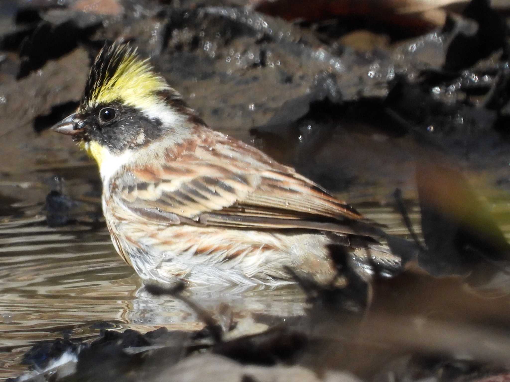 秋ヶ瀬公園 ミヤマホオジロの写真