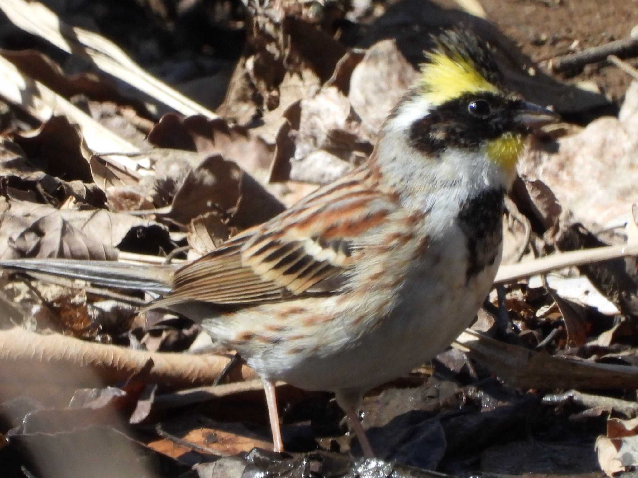 秋ヶ瀬公園 ミヤマホオジロの写真