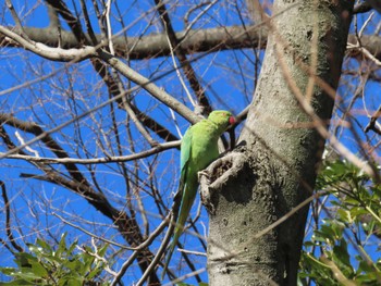 Indian Rose-necked Parakeet Mizumoto Park Sun, 2/26/2023