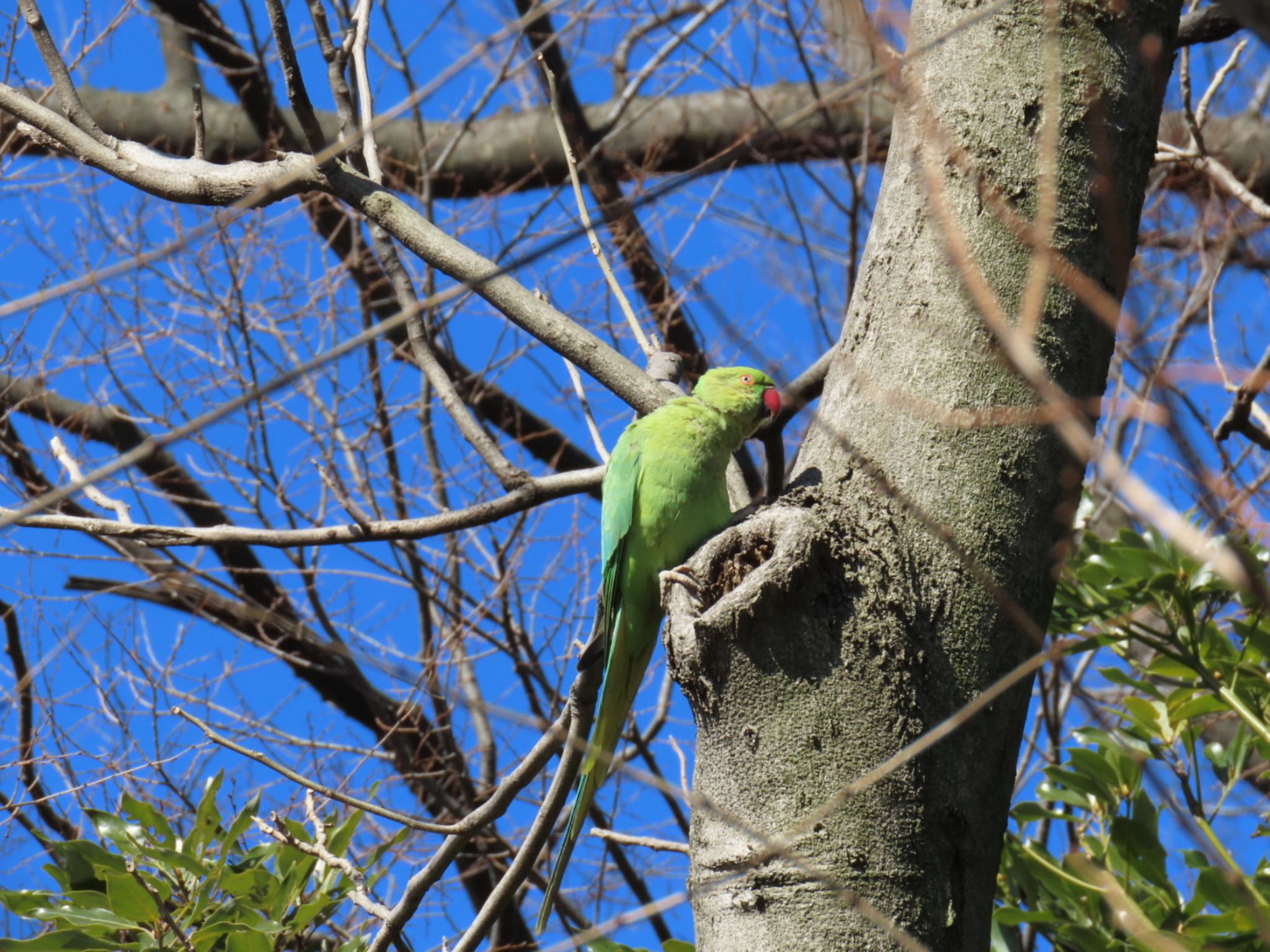 水元公園 ワカケホンセイインコの写真