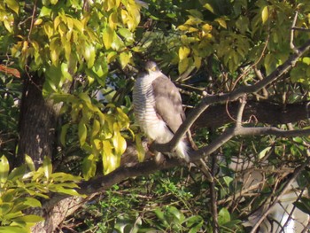 Eurasian Sparrowhawk Mizumoto Park Sun, 2/26/2023