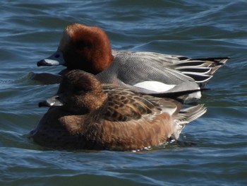 2023年2月26日(日) 利根大堰の野鳥観察記録