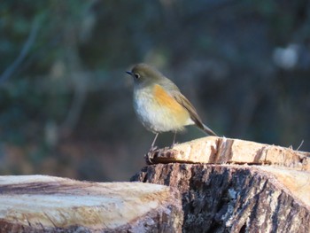 Red-flanked Bluetail Mizumoto Park Sun, 2/26/2023