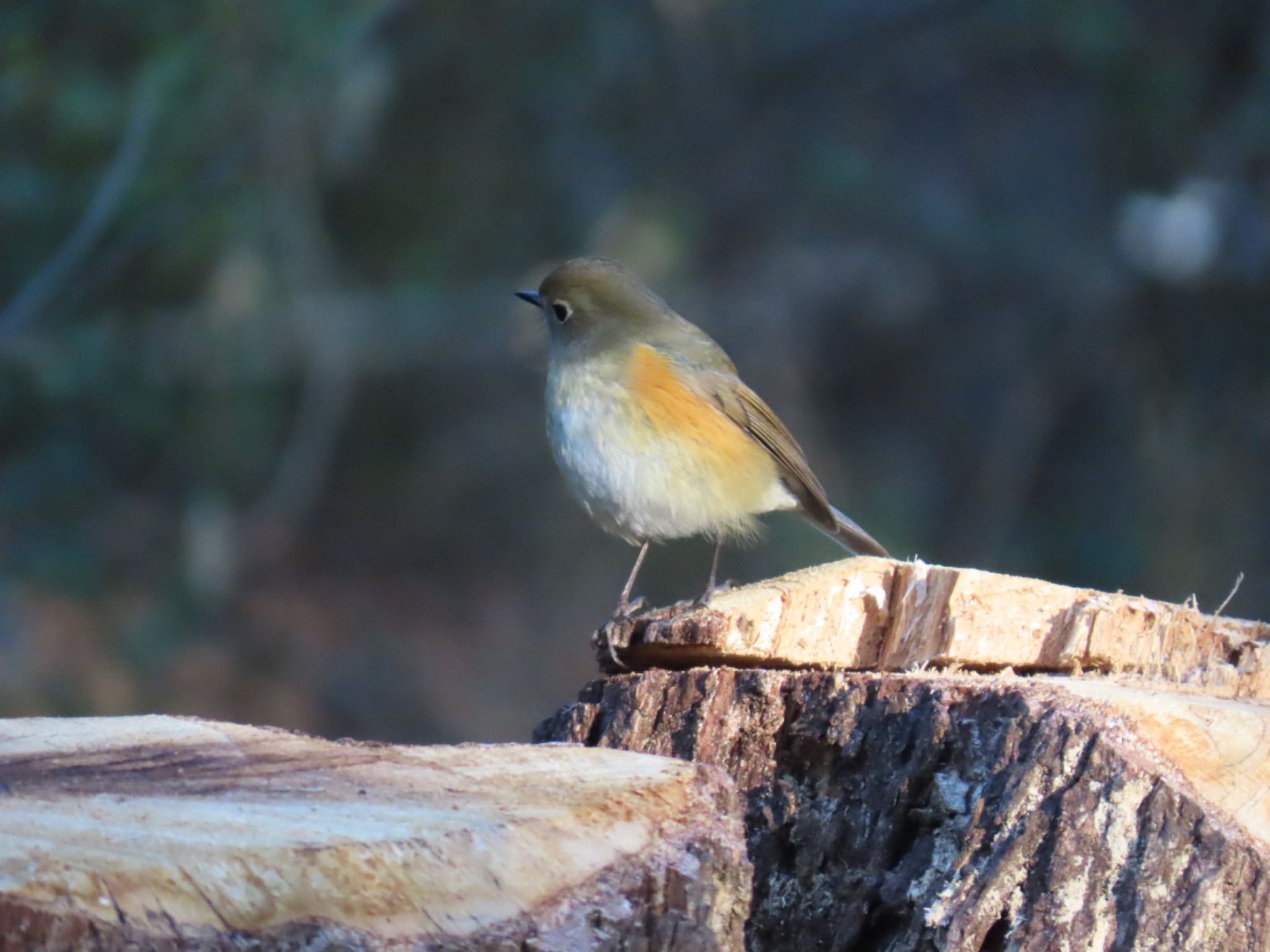 Red-flanked Bluetail