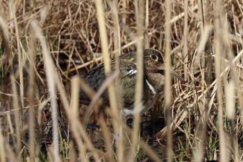 2023年2月26日(日) 水元公園の野鳥観察記録