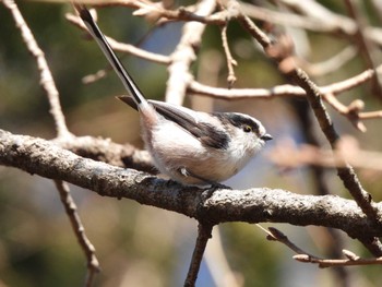 Long-tailed Tit Showa Kinen Park Sun, 2/26/2023