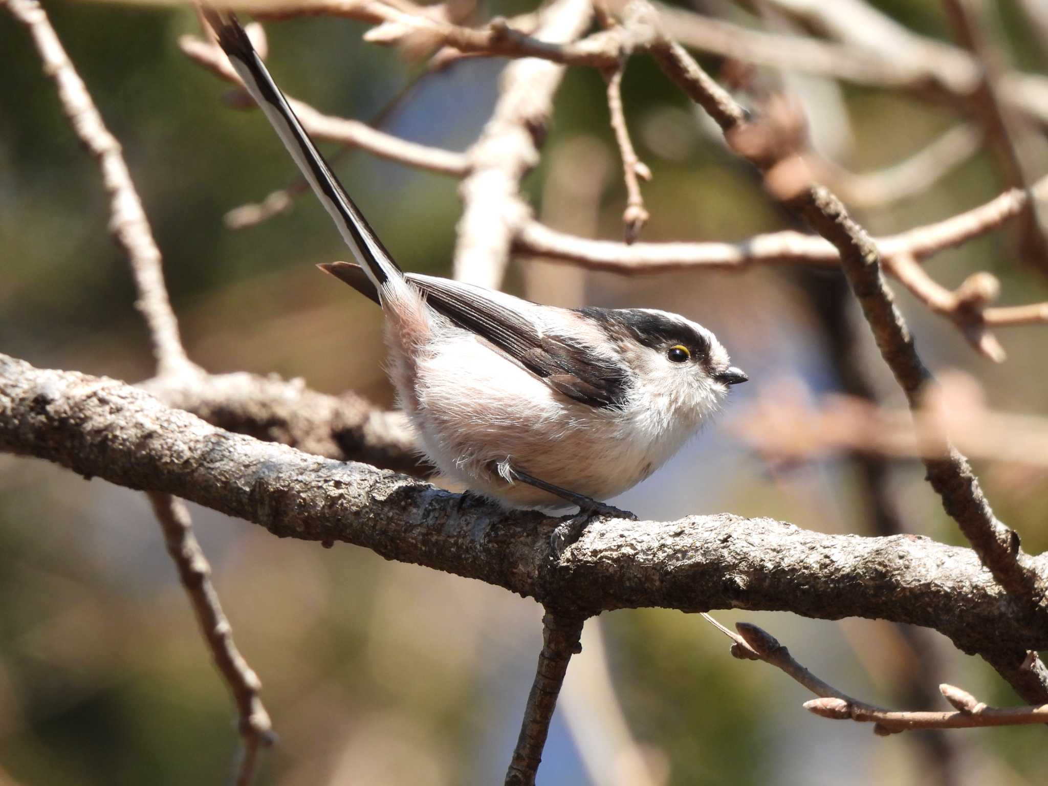 Photo of Long-tailed Tit at Showa Kinen Park by まつのすけ