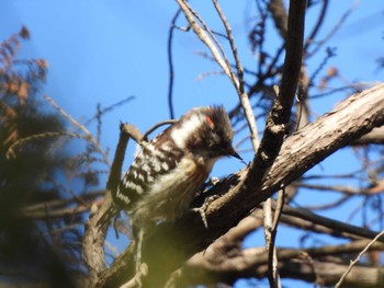 Japanese Pygmy Woodpecker Showa Kinen Park Sun, 2/26/2023