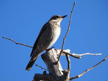 Dusky Thrush Showa Kinen Park Sun, 2/26/2023