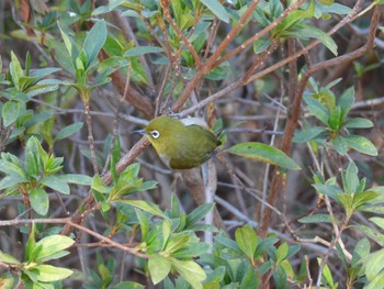 Warbling White-eye Showa Kinen Park Sun, 2/26/2023