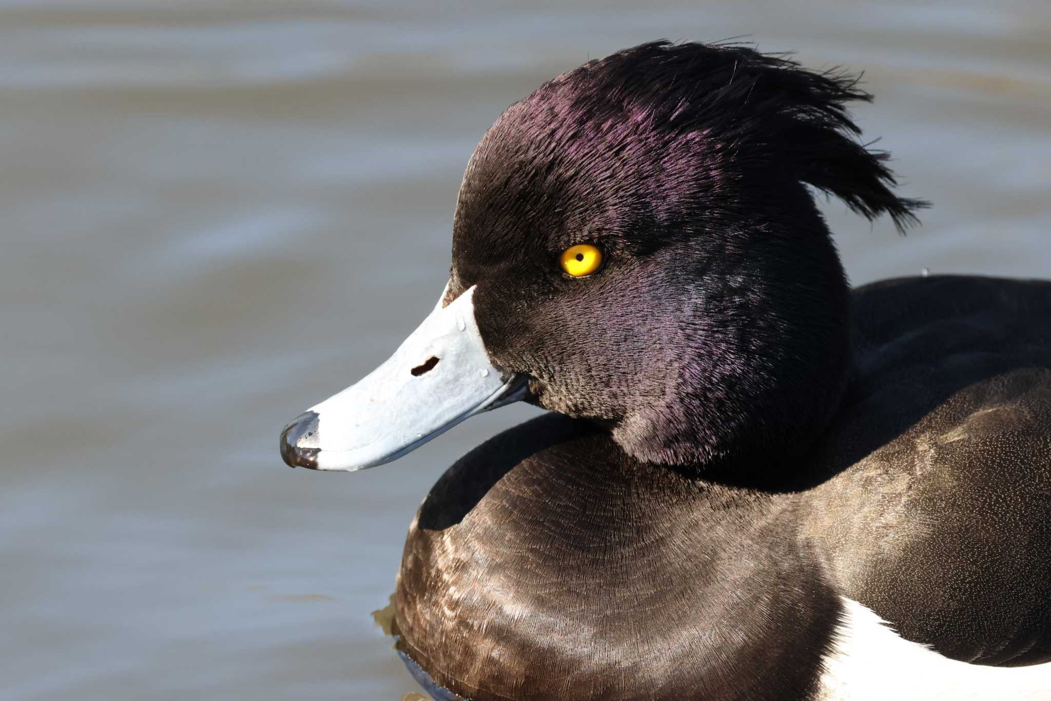 こども自然公園 (大池公園/横浜市) キンクロハジロの写真