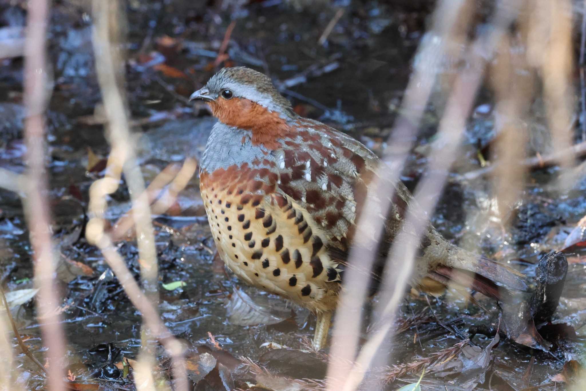 Chinese Bamboo Partridge