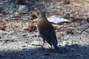 2023年2月25日(土) こども自然公園 (大池公園/横浜市)の野鳥観察記録