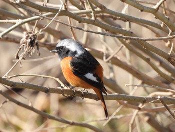 Daurian Redstart Showa Kinen Park Sun, 2/26/2023