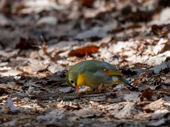 Red-billed Leiothrix 小木津山自然公園 Sun, 2/26/2023