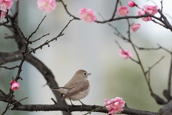 ニシオジロビタキ 大阪府 2023年2月26日(日)