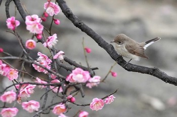 2023年2月26日(日) 大阪府の野鳥観察記録