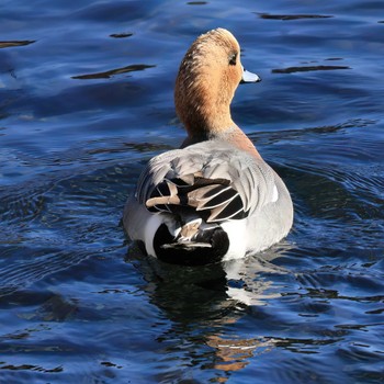 ヒドリガモ 中郷温水池公園(三島市) 2023年2月26日(日)