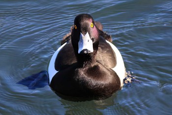 キンクロハジロ 中郷温水池公園(三島市) 2023年2月26日(日)