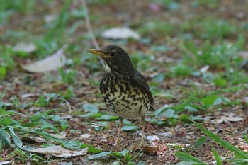 2018年4月14日(土) 大阪城公園の野鳥観察記録