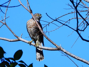 Sun, 2/26/2023 Birding report at マイフィールドa