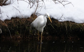 Great Egret Tomakomai Experimental Forest Sat, 2/18/2023