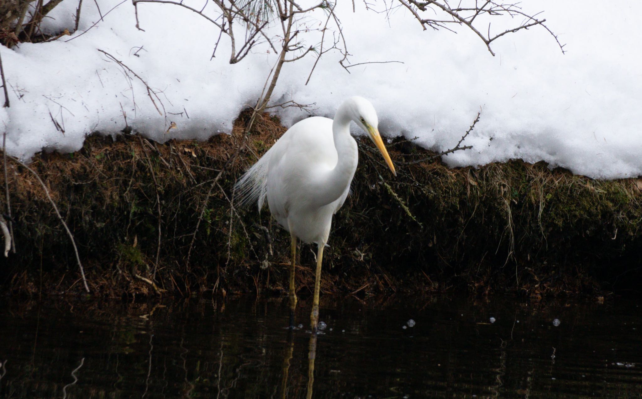 Photo of Great Egret at Tomakomai Experimental Forest by マルCU