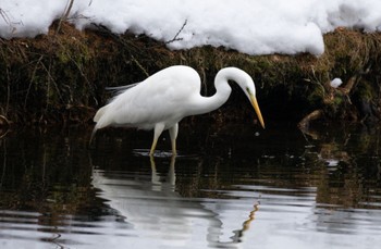 Great Egret Tomakomai Experimental Forest Sat, 2/18/2023