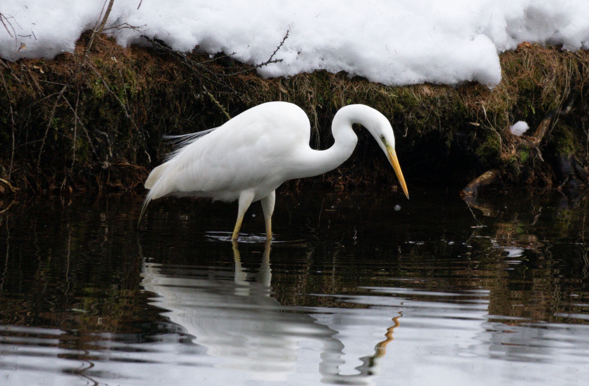 Photo of Great Egret at Tomakomai Experimental Forest by マルCU