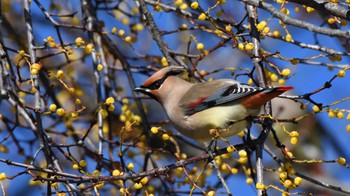 2023年2月26日(日) 小諸発電所第一調整池(杉の木貯水池)の野鳥観察記録