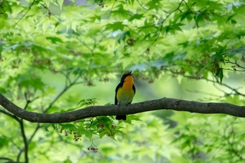 Narcissus Flycatcher 平筒沼(宮城県登米市) Wed, 5/2/2018