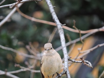 2023年2月26日(日) 大阪城公園の野鳥観察記録