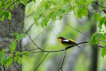 キビタキ 平筒沼(宮城県登米市) 2018年5月2日(水)