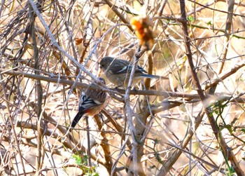 2023年2月26日(日) 秋ヶ瀬公園の野鳥観察記録