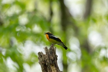 Narcissus Flycatcher 平筒沼(宮城県登米市) Wed, 5/2/2018