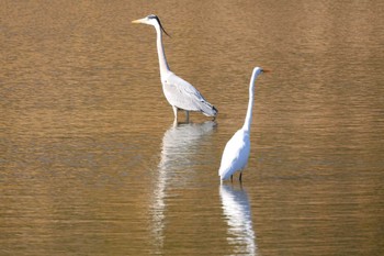 アオサギ 東京港野鳥公園 2023年2月26日(日)