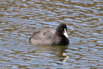 オオバン 東京港野鳥公園 2023年2月26日(日)