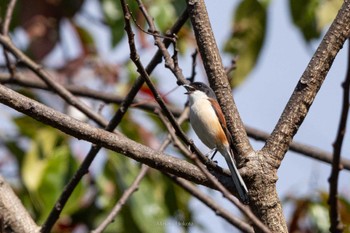 Sun, 2/19/2023 Birding report at Doi Sanju