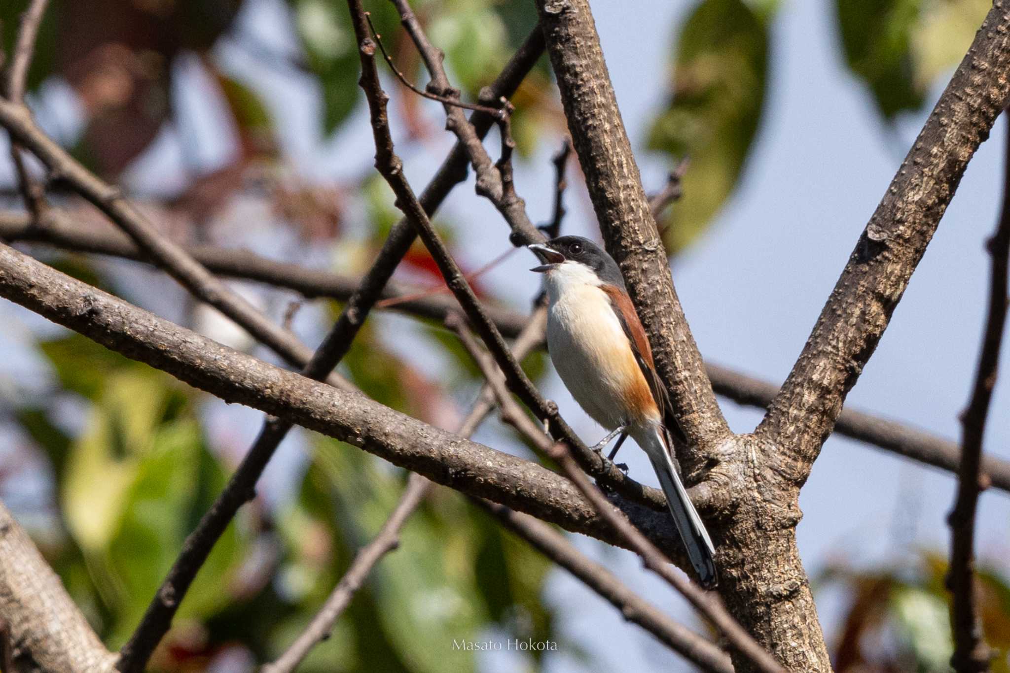 Photo of Burmese Shrike at Doi Sanju by Trio